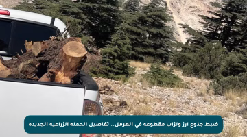ضبط جذوع أرز ولزاب مقطوعة في الهرمل.. تفاصيل الحملة الزراعية الجديدة